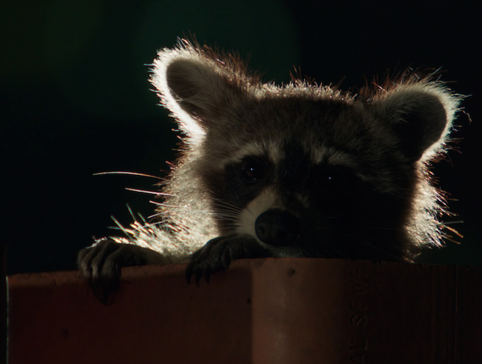 The final episode of Planet Earth II, featuring Toronto raccoons, airs on Saturday, March 25 at 9 p.m. ET/PT during BBC Earth’s nationwide free preview event
