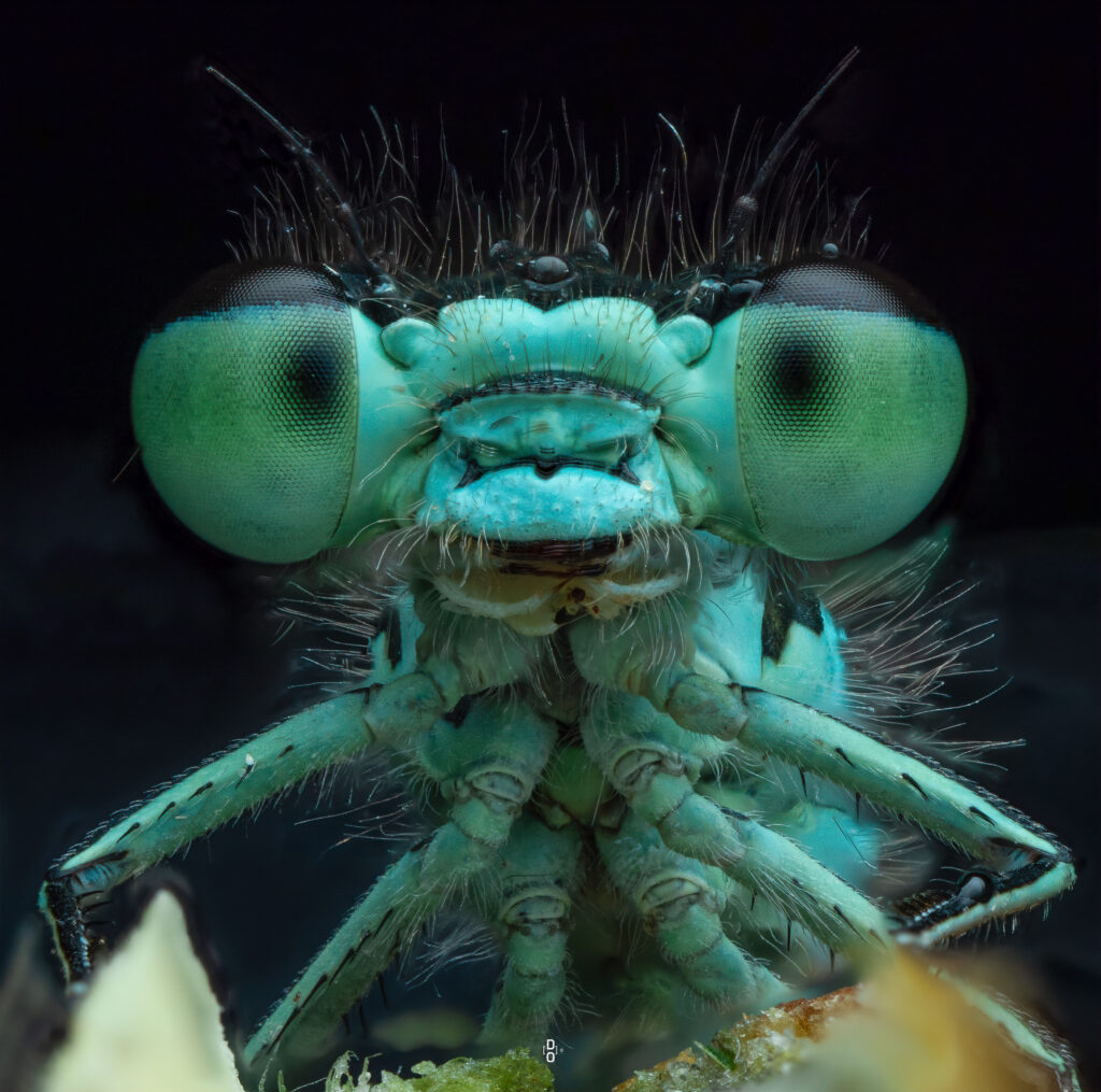 Damselfly (1)