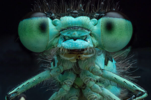 Damselfly (1)
