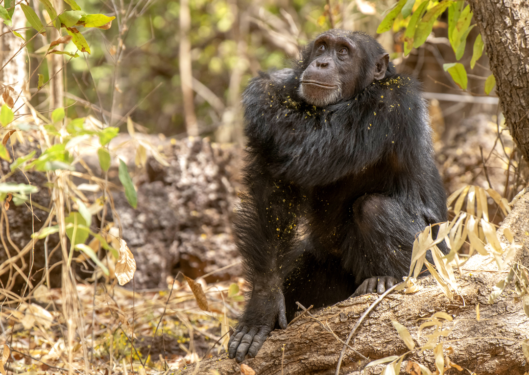 Love Nature_HumanLike Chimps of Fongoli2